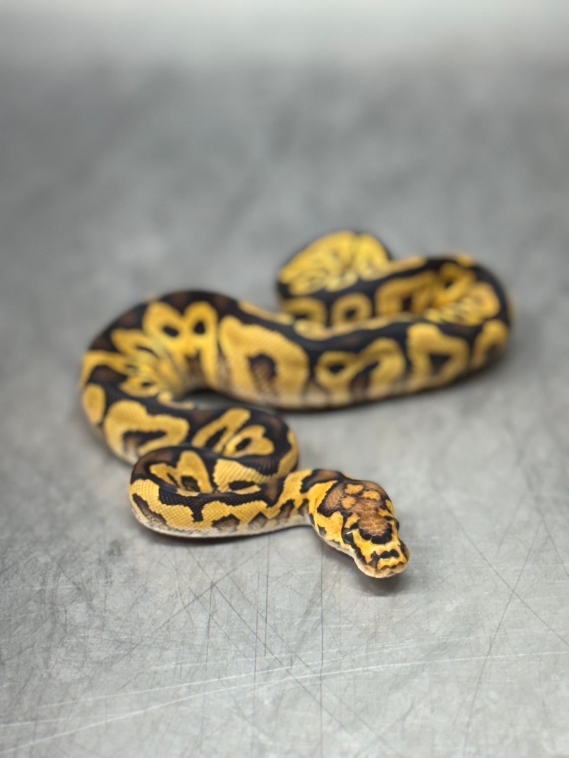Ebony & Ivory Reptiles