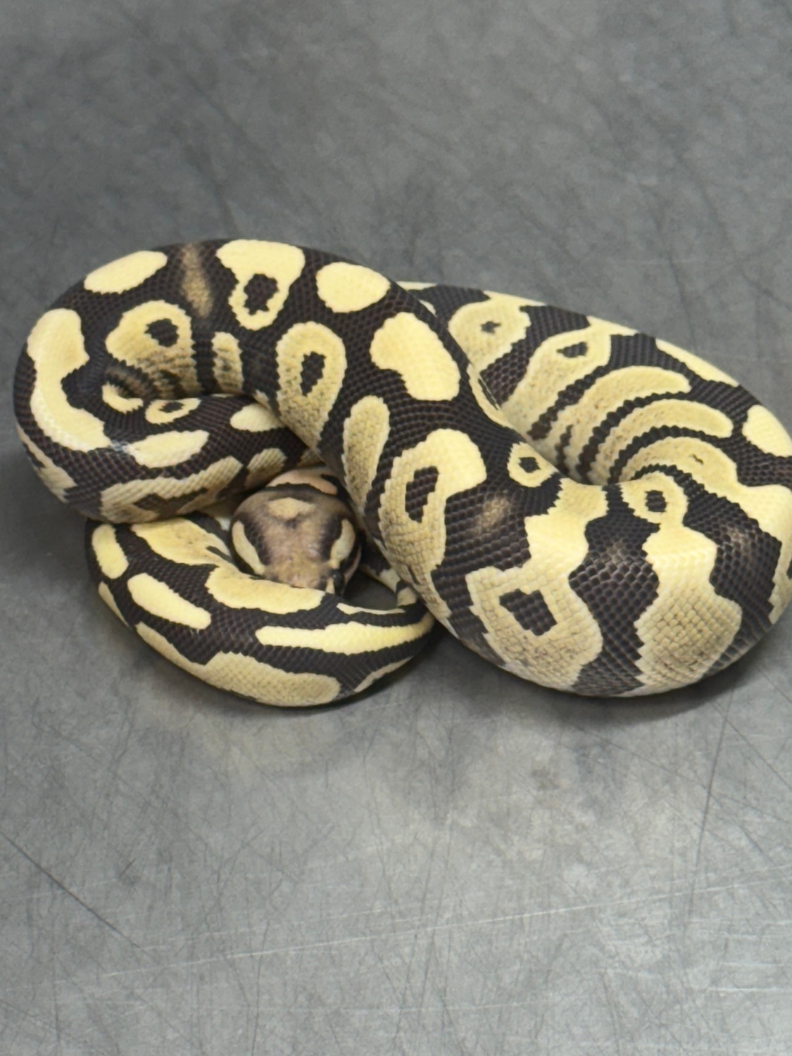 Ebony & Ivory Reptiles