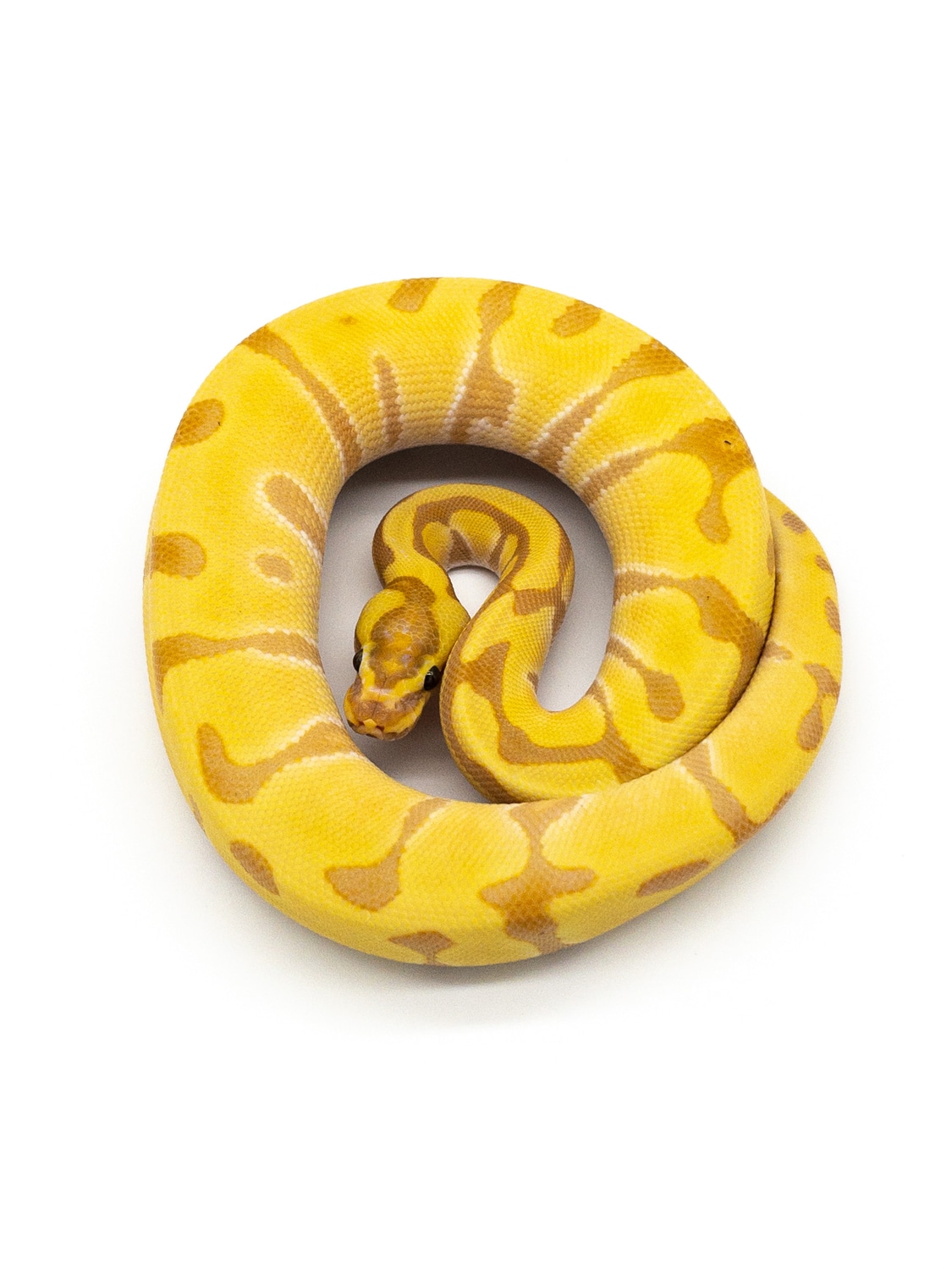 Super Enchi Banana Poss Gravel/yb And Od Ball Python by Eby Built