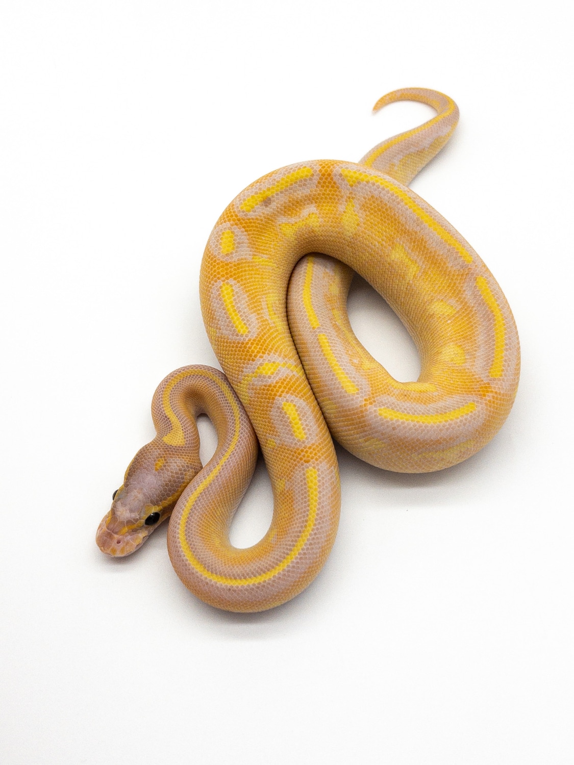 Banana Highway Ball Python by Eby Built Constrictors MorphMarket
