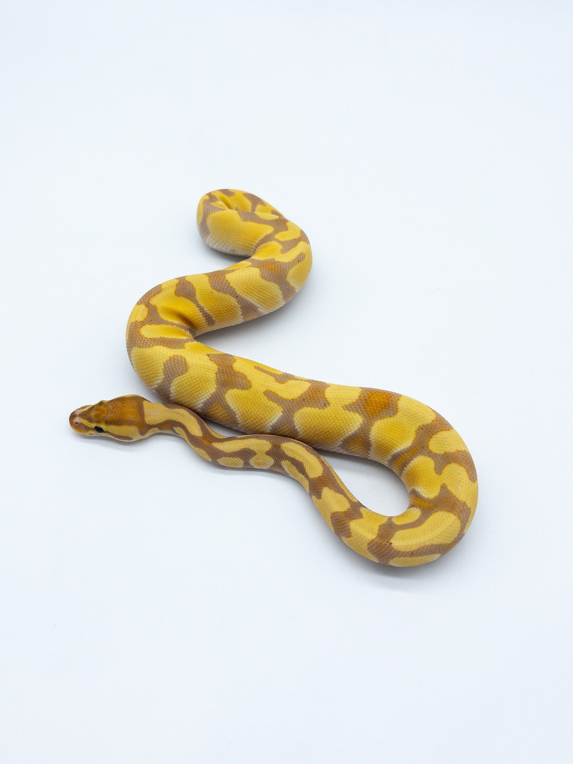 Banana Enchi Orange Dream Poss Gravel Ball Python by Eby Built