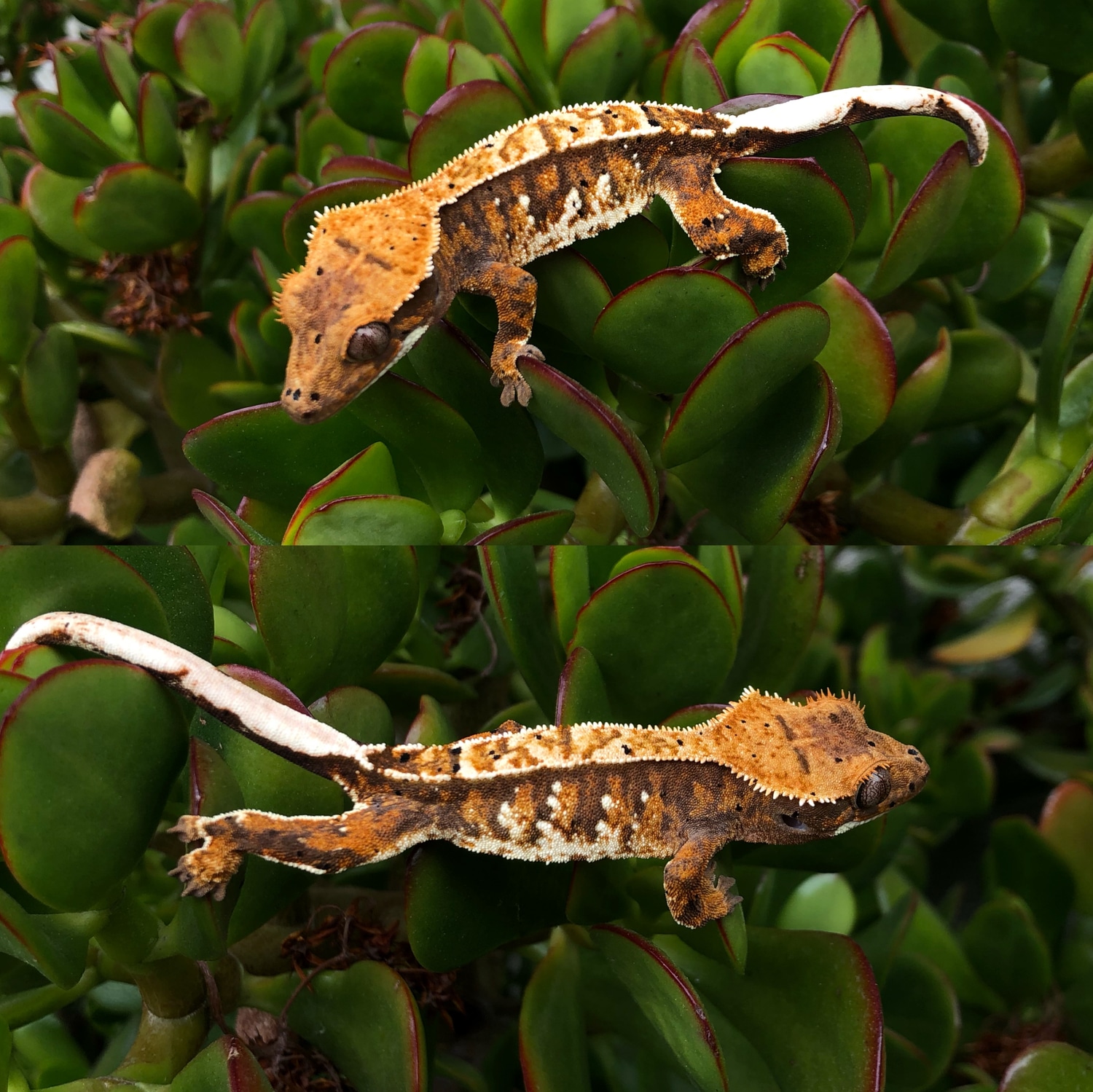 tri-color-extreme-harlequin-crested-gecko-by-mercury-geckos-morphmarket