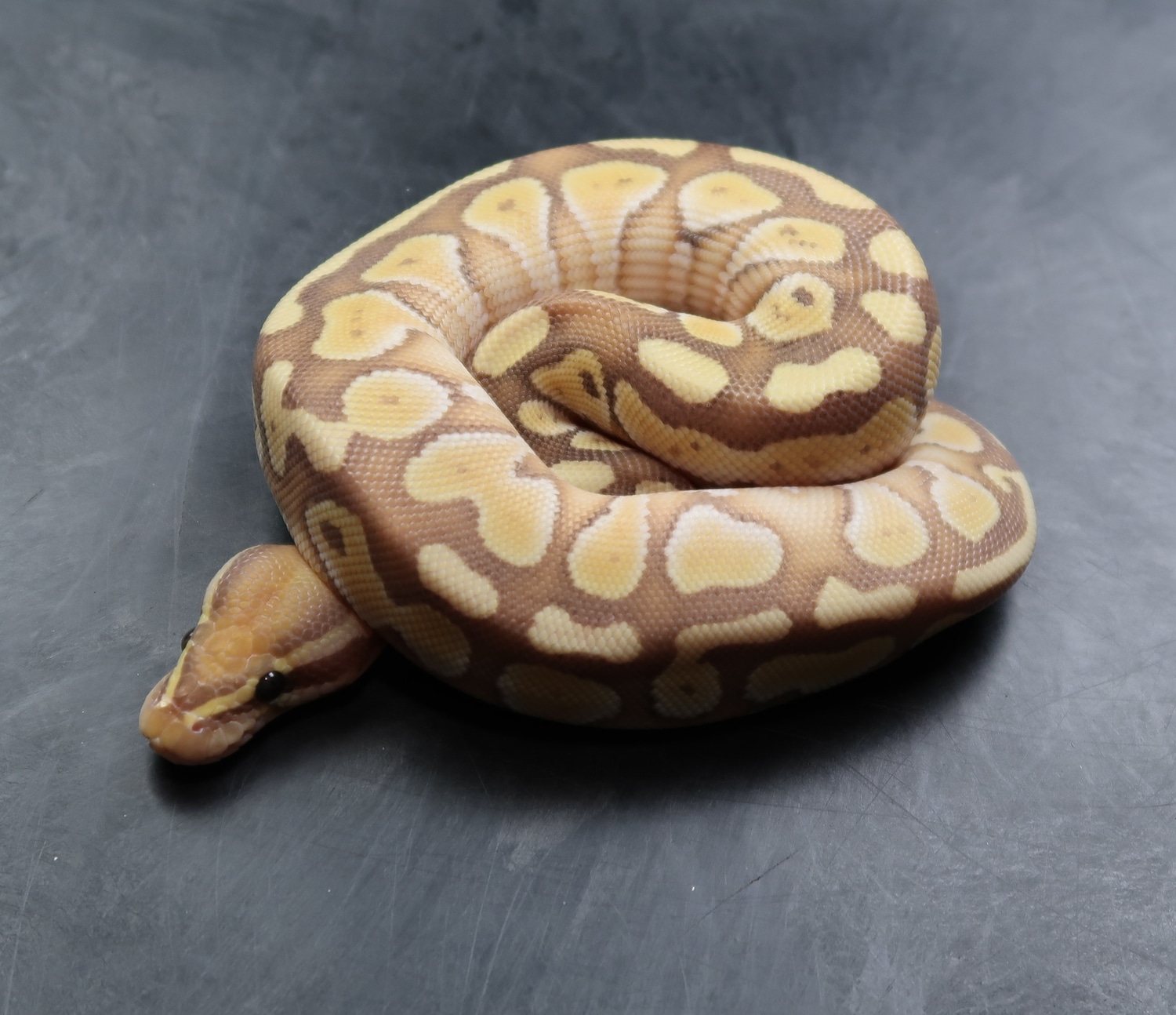 Coral Glow Lesser Ball Python by Echo Reptiles - MorphMarket