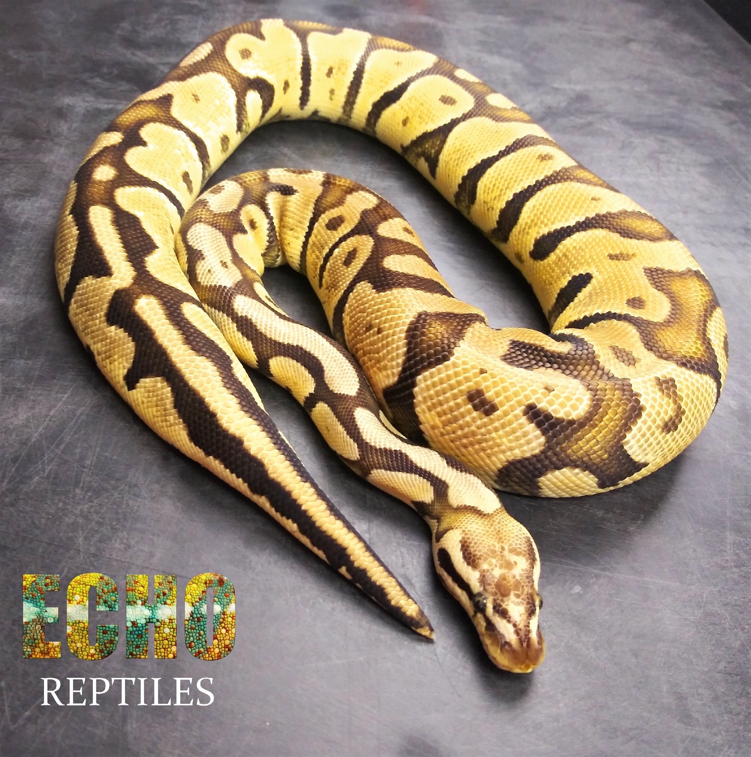 Pastel Scaleless Head (Adult Female) Ball Python by Echo Reptiles ...