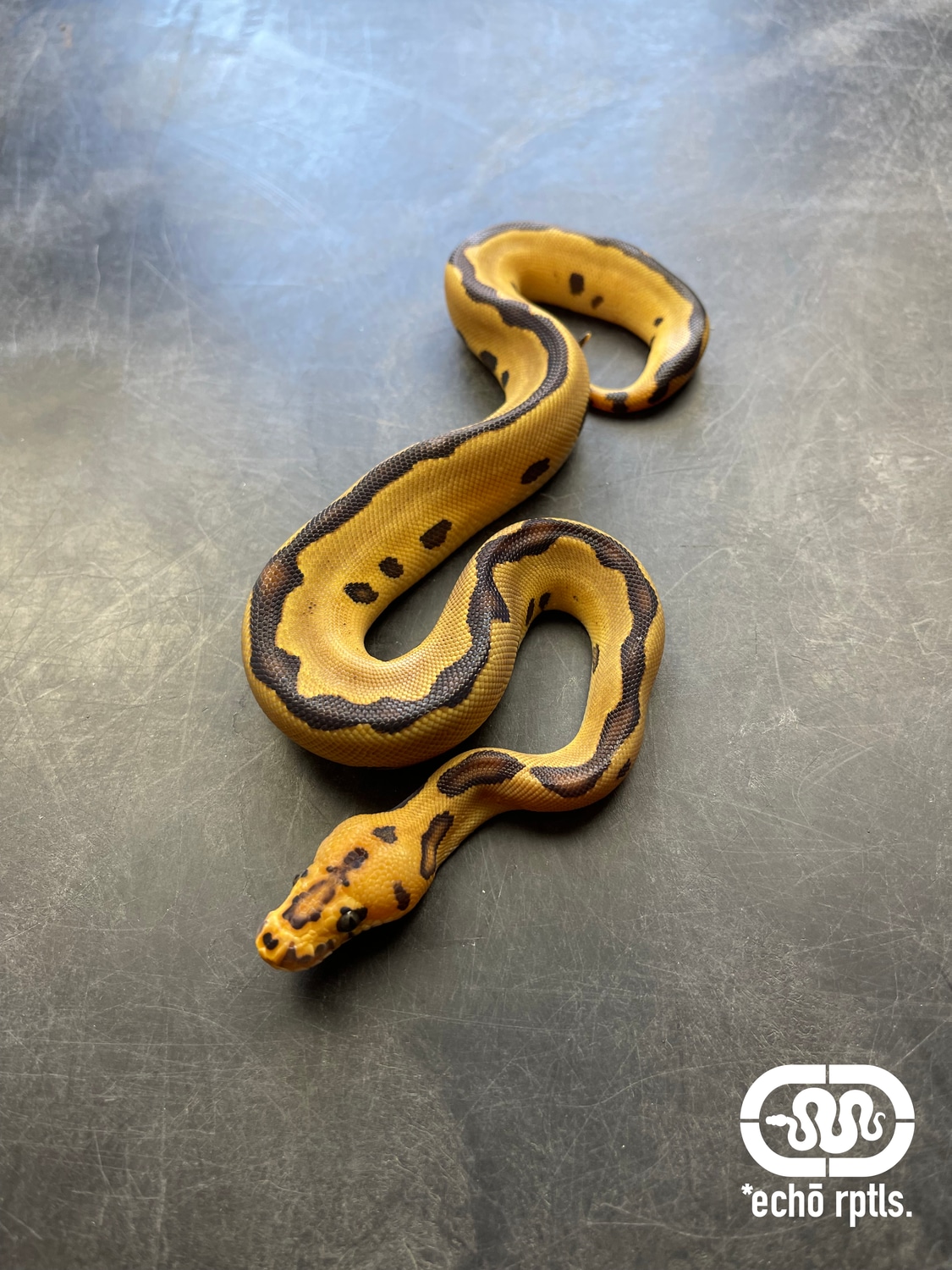 Enchi Leopard Clown Ball Python by Echo Reptiles - MorphMarket