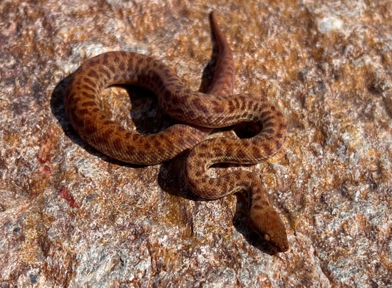 1.0 22 Ant Hill Python Pygmy Python by Eclectic Ectotherms