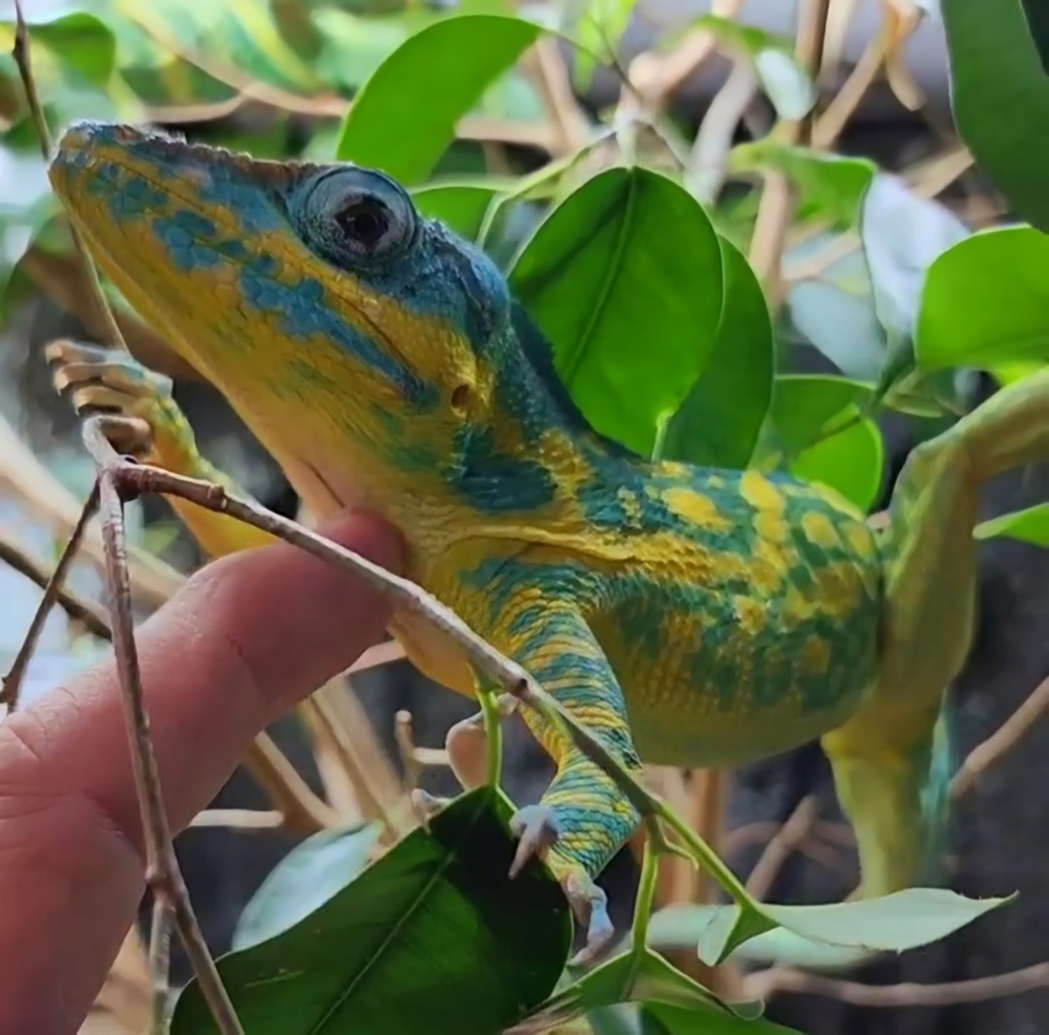 Giant Blue Beauty Anole by Eclectic Reptile LLC MorphMarket