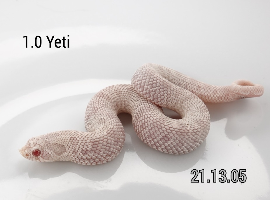 Snow Anaconda (Yeti) Western Hognose by Ectotherm Empire MorphMarket