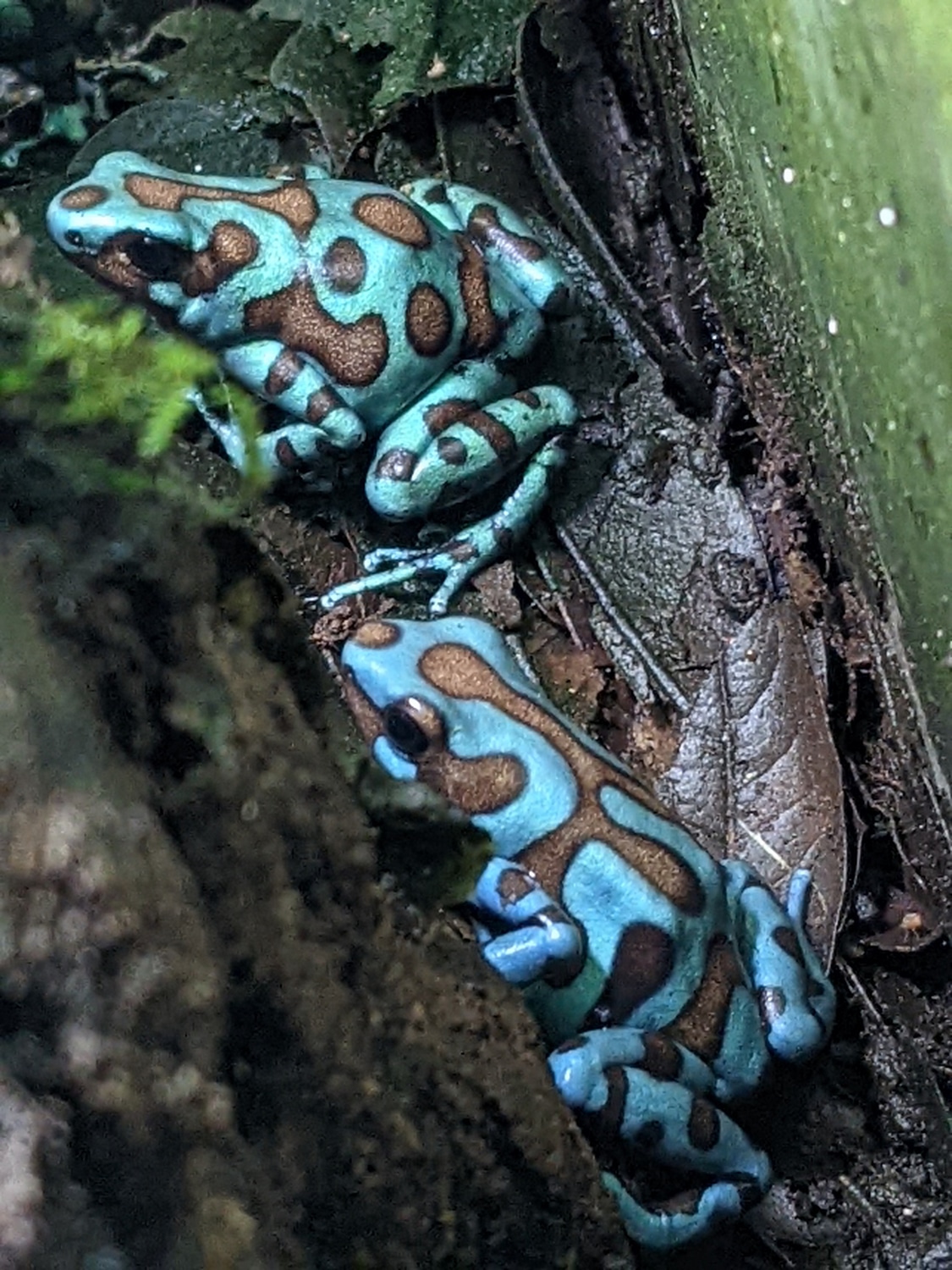 Breeding Group Of Highland Bronze Auratus Green and Black Dart Frog by