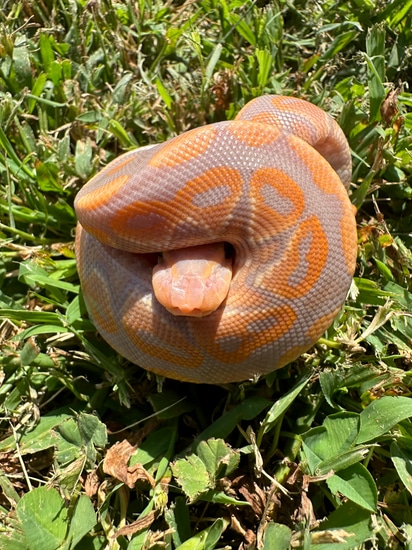 Banana Cinnamon Ball Python by Ectothermic Embrace Reptiles