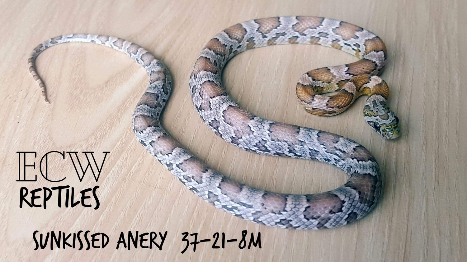 Sunkissed Anery Corn Snake by ECW Reptiles MorphMarket