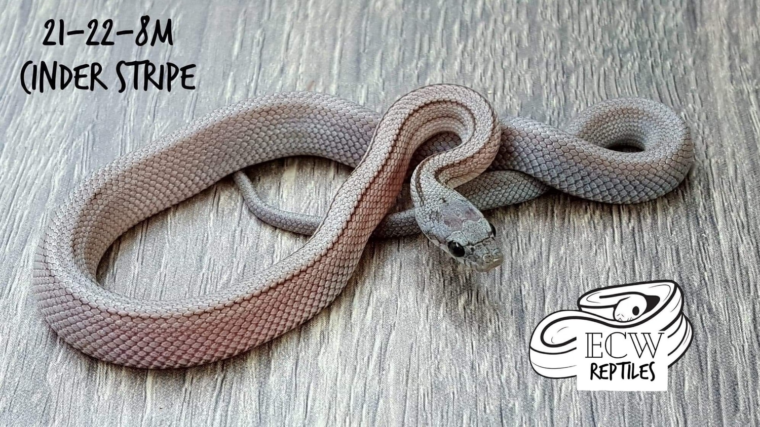 corn snake leash