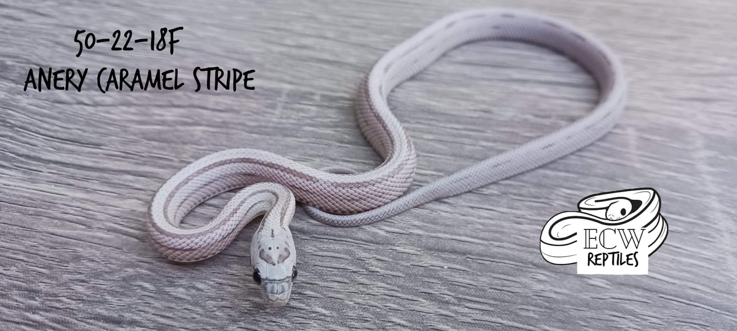 corn snake leash