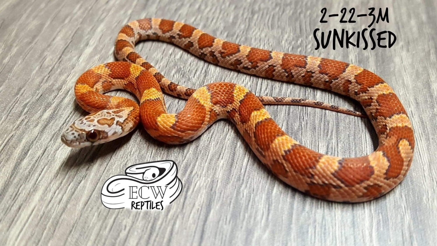 Sunkissed Corn Snake by ECW Reptiles MorphMarket