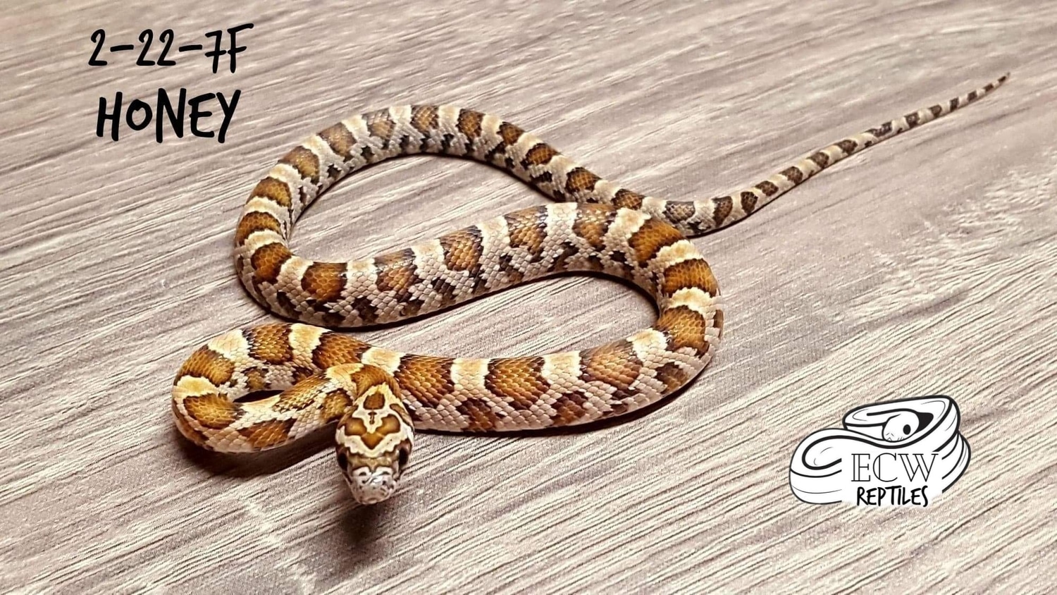 Honey Corn Snake by ECW Reptiles MorphMarket