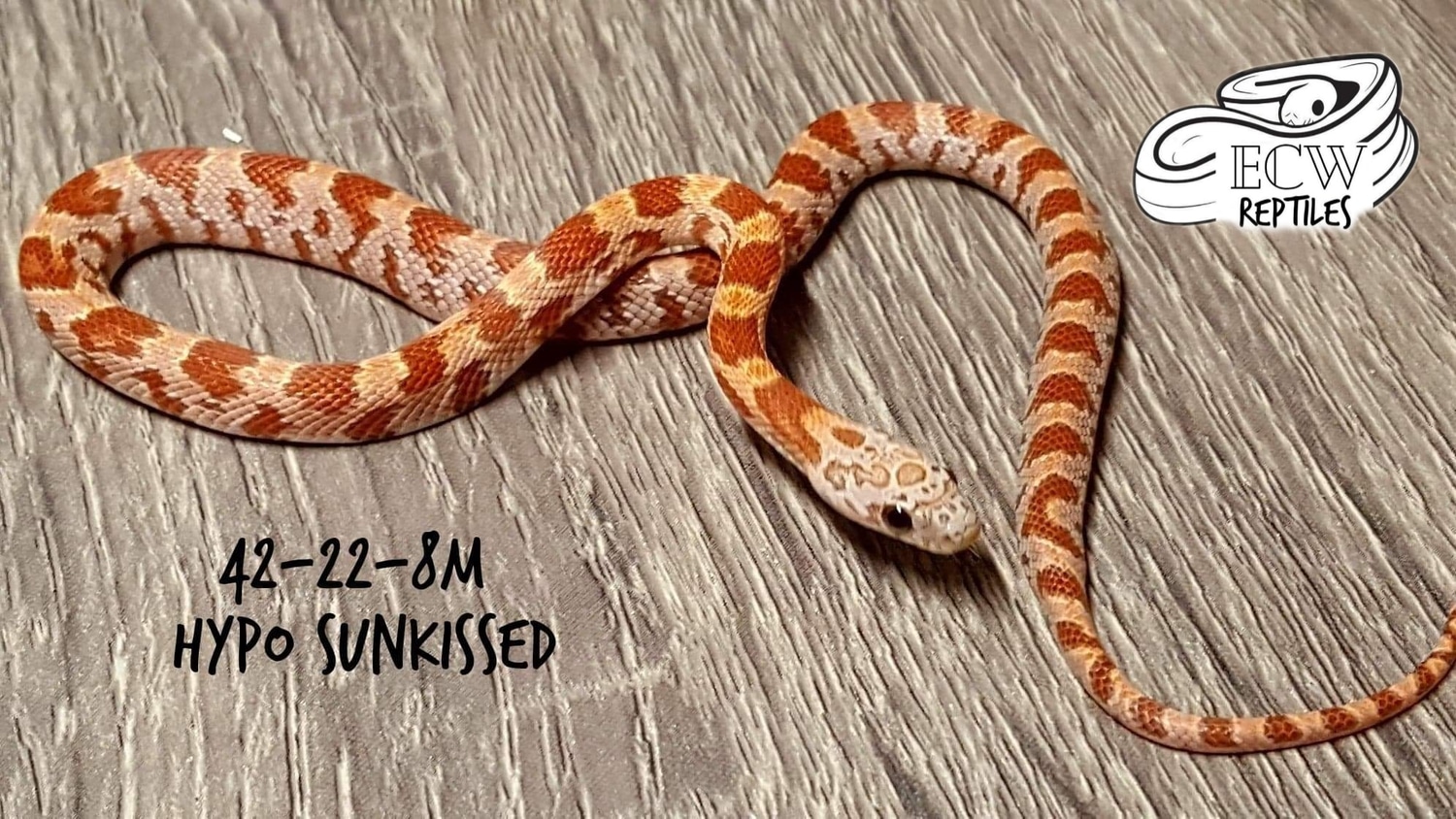 whiteout-corn-snake-by-li-reptiles-morphmarket