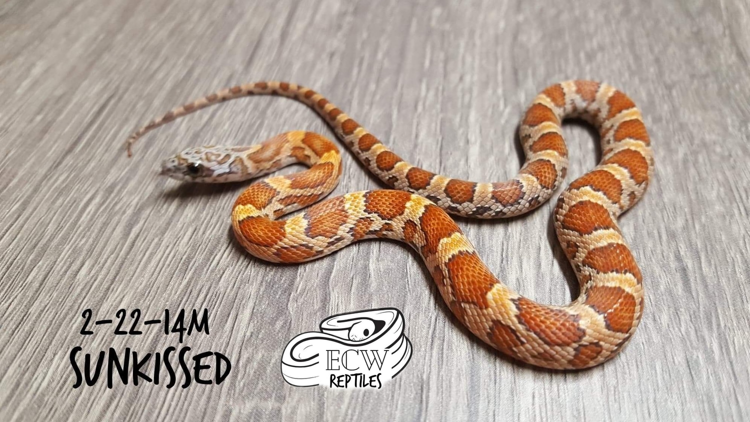 Sunkissed Corn Snake by ECW Reptiles MorphMarket