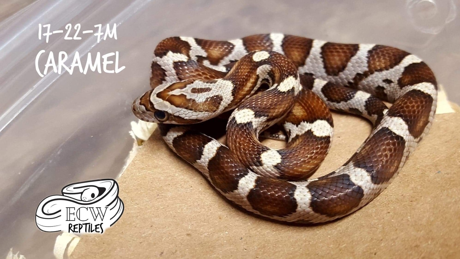 Caramel Corn Snake by ECW Reptiles MorphMarket