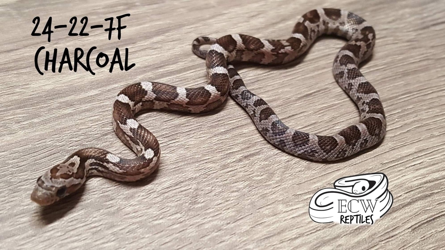 Charcoal Corn Snake by ECW Reptiles MorphMarket