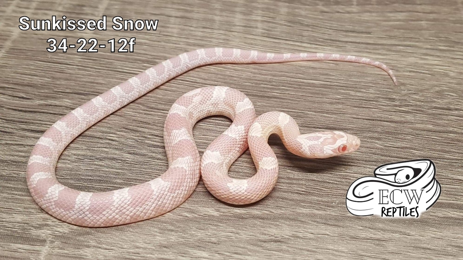 Sunkissed Snow Corn Snake by ECW Reptiles MorphMarket