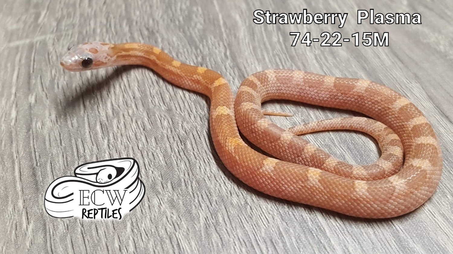Strawberry Plasma Corn Snake by ECW Reptiles MorphMarket