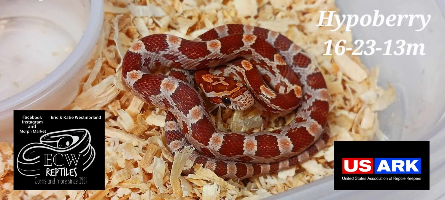 Hypoberry Corn Snake by ECW Reptiles MorphMarket