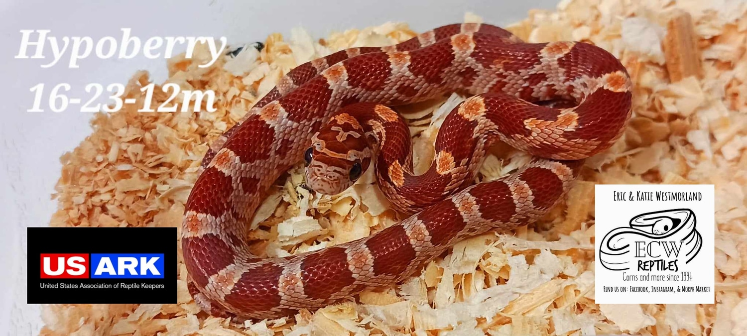 Hypoberry Corn Snake by ECW Reptiles MorphMarket