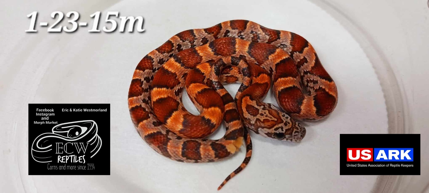 Sunkissed Corn Snake by ECW Reptiles MorphMarket