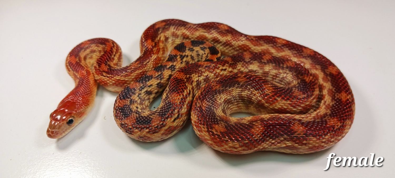 Cape Gophers Profile Picture