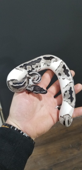 Lightning Pied Ball Python by Eden Exotics Canada