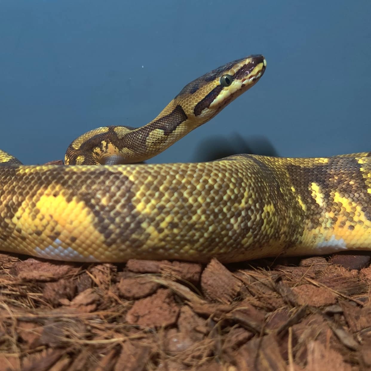 Super Enchi Yellowbelly Piebald Ball Python by Little Shop of Constrictors MorphMarket