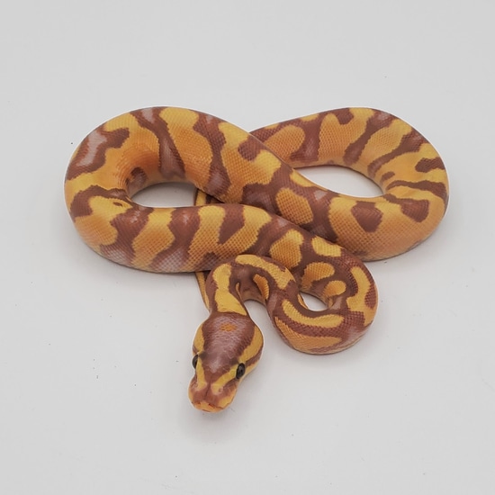 Banana Enchi Yellowbelly Het Piebald Ball Python by Little Shop of