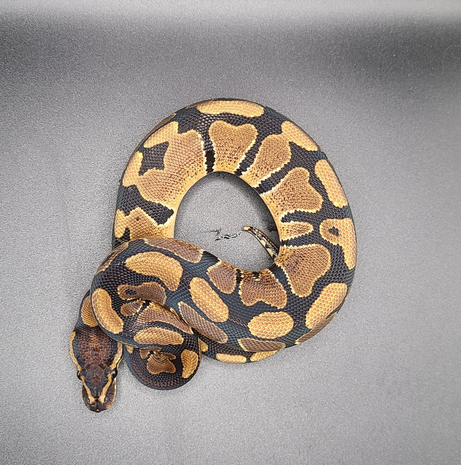 Normal Pos Het Pied Ball Python by Static Morphs llc. - MorphMarket