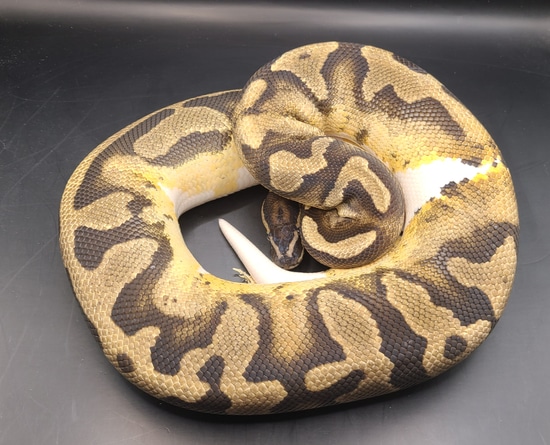 Pied Ball Python by Static Morphs llc.