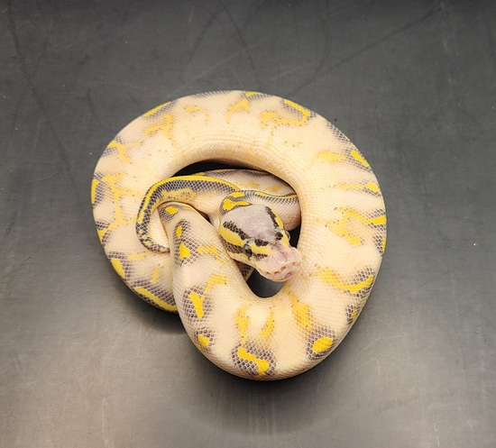 Pastel Super Asphalt Pos Het Pied Female Ball Python by Static Morphs llc.