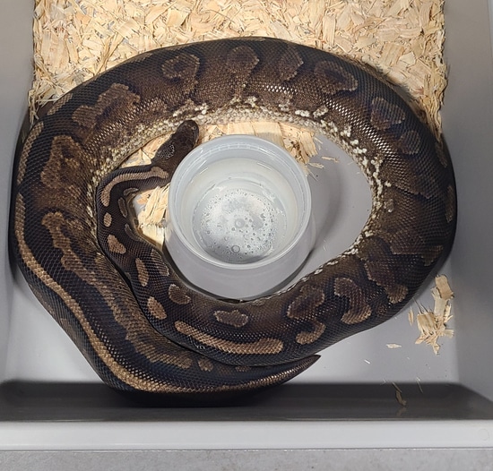 Black Pastel Yellowbelly Ball Python by Static Morphs llc.