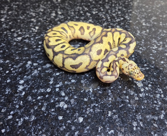 Pastel Spotnose Fire Clown Ball Python by Static Morphs llc.