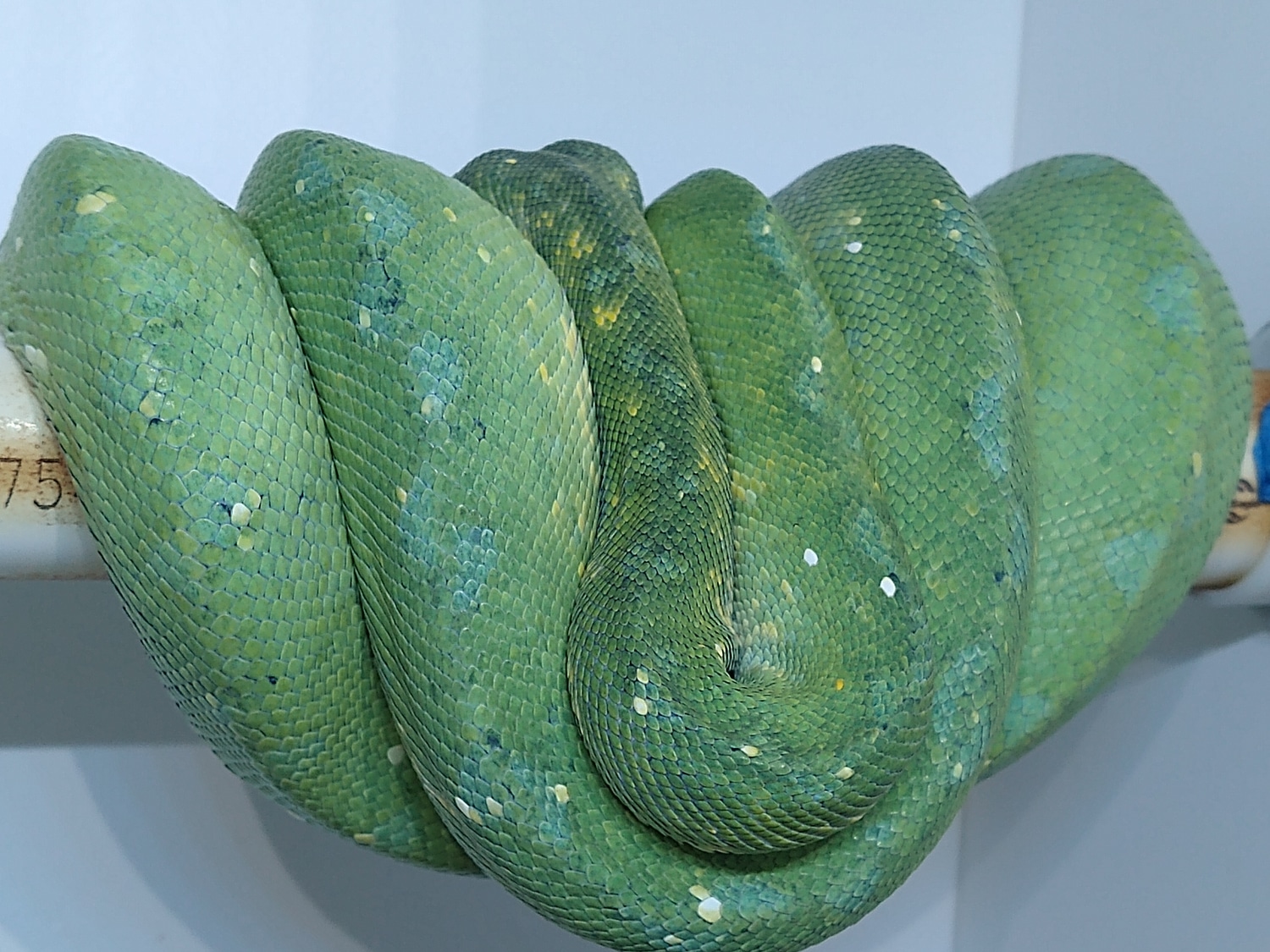 Aru-Biak Green Tree Python by EDz Exotics - MorphMarket