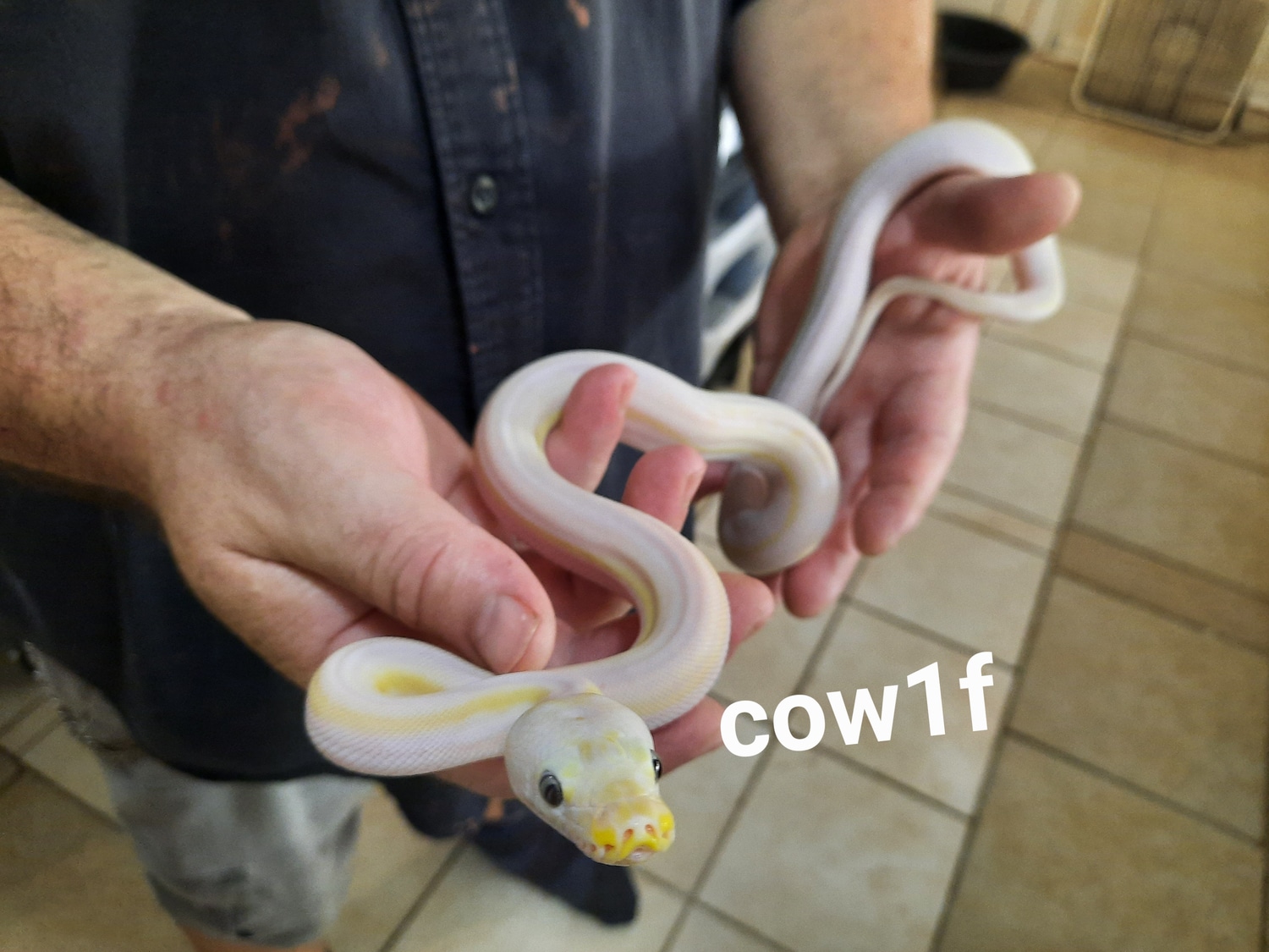 Cow Reticulated Python by Eggtoothreptiles - MorphMarket