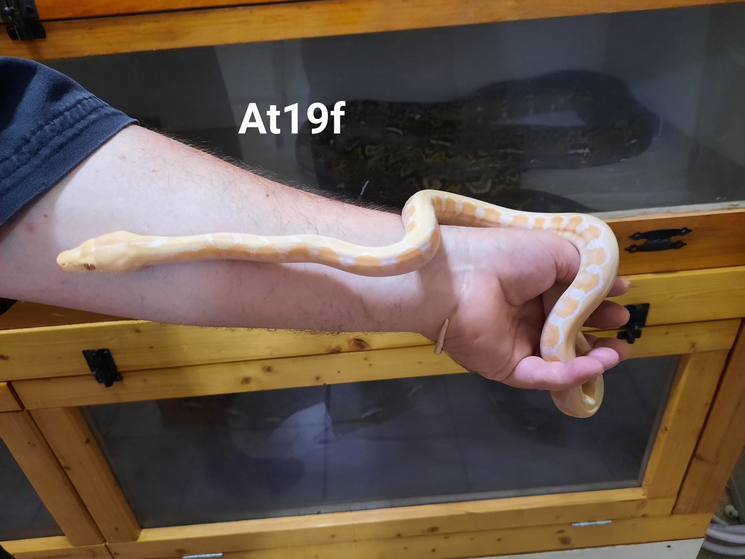 Albino Tiger Reticulated Python by Eggtoothreptiles MorphMarket