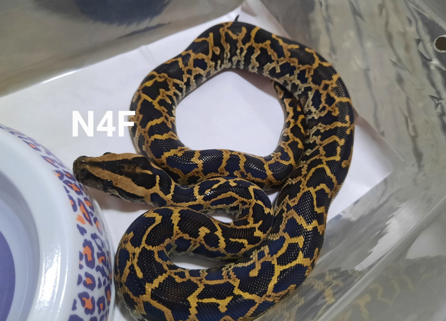 Normal Burmese Python by Eggtoothreptiles - MorphMarket