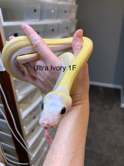 Ultra Ivory Reticulated Python by Eggtoothreptiles