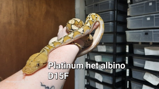 Platinum Reticulated Python by Eggtoothreptiles