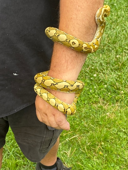 Platinum 50% Sulawesis Cross Reticulated Python by Eggtoothreptiles