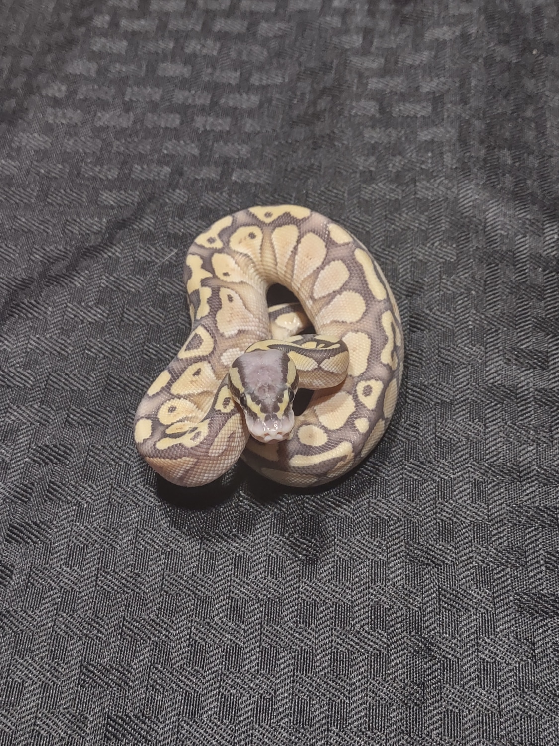 Pastel Lesser Orange Ghost Ball Python by Ragnarok Reptiles LLC