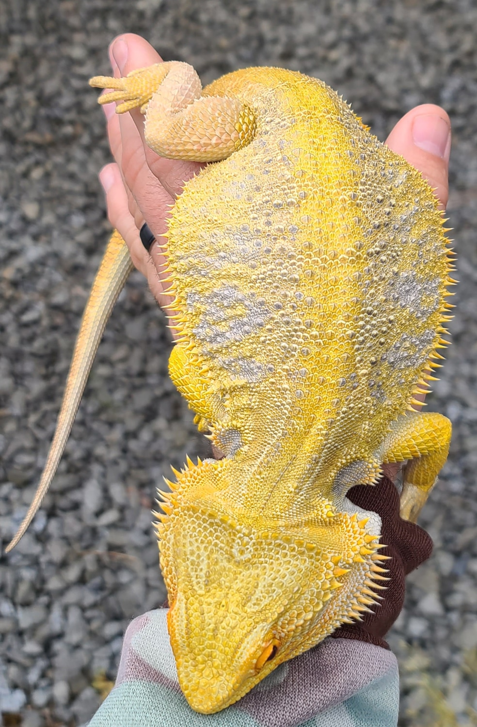 citrus hypo translucent bearded dragon citrus hypo translucent bearded dragon