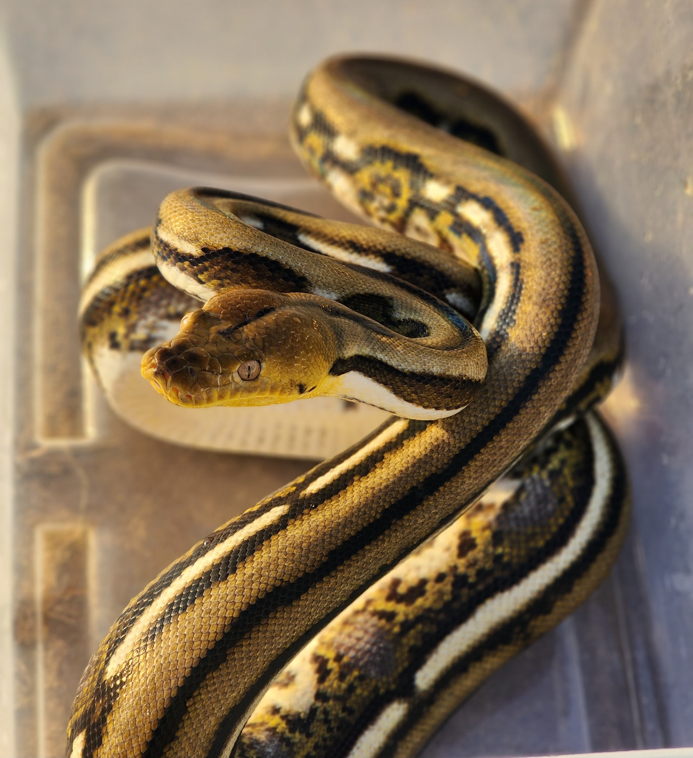 Super Dwarf Super Tiger Reticulated Python by Eht's Pets - MorphMarket