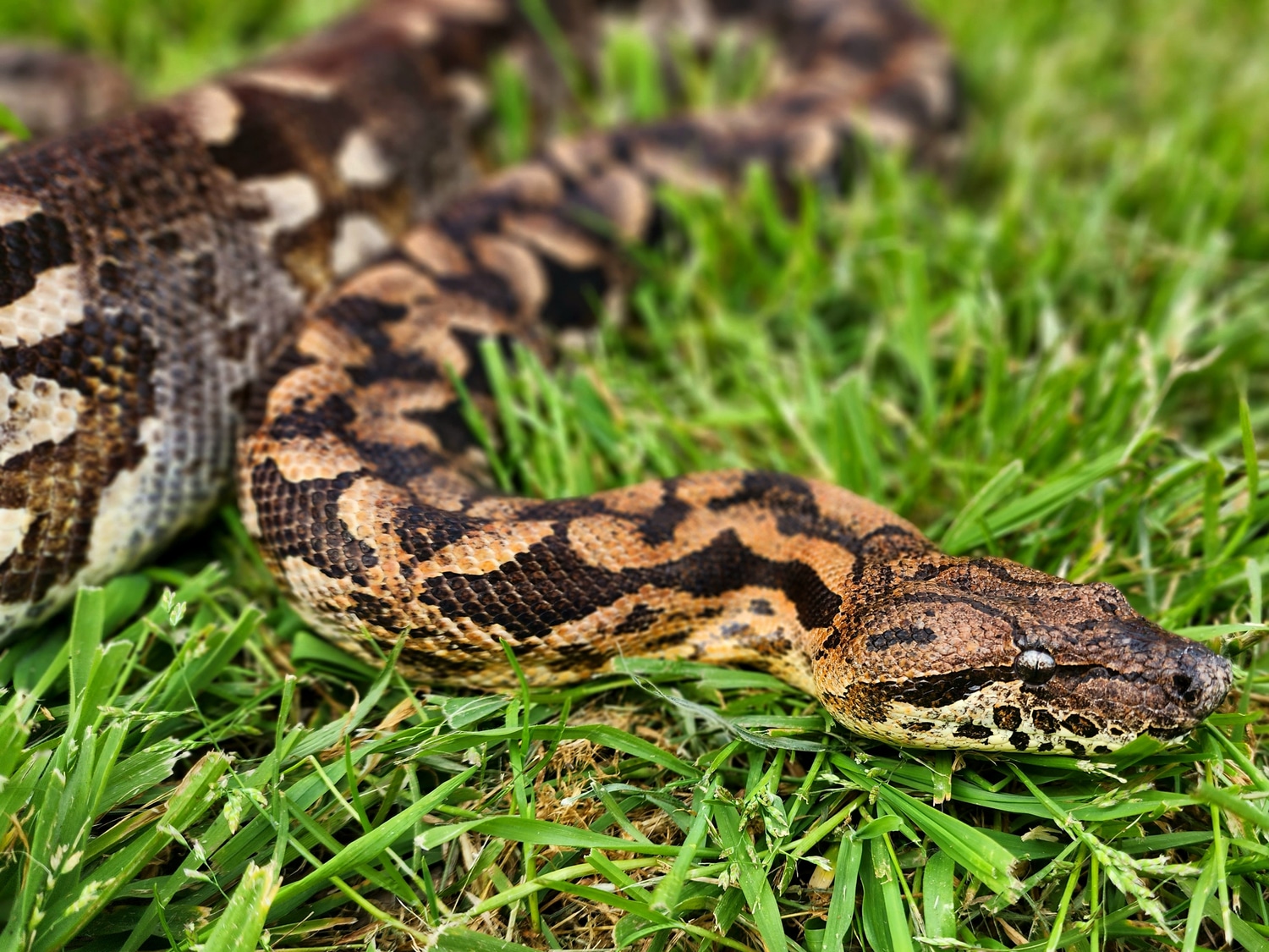 Adult Male Dumerils Boa Ground Boa by Eht's Pets MorphMarket