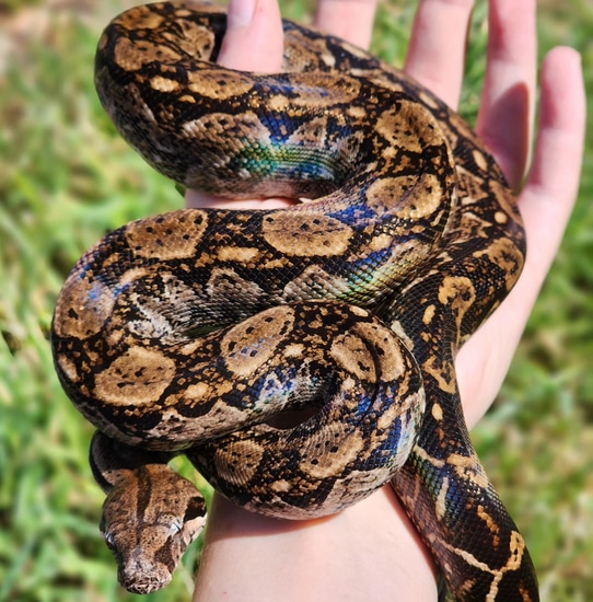 2019 Female Central American Dwarf Boa (Possible Tarahumara) Boa ...
