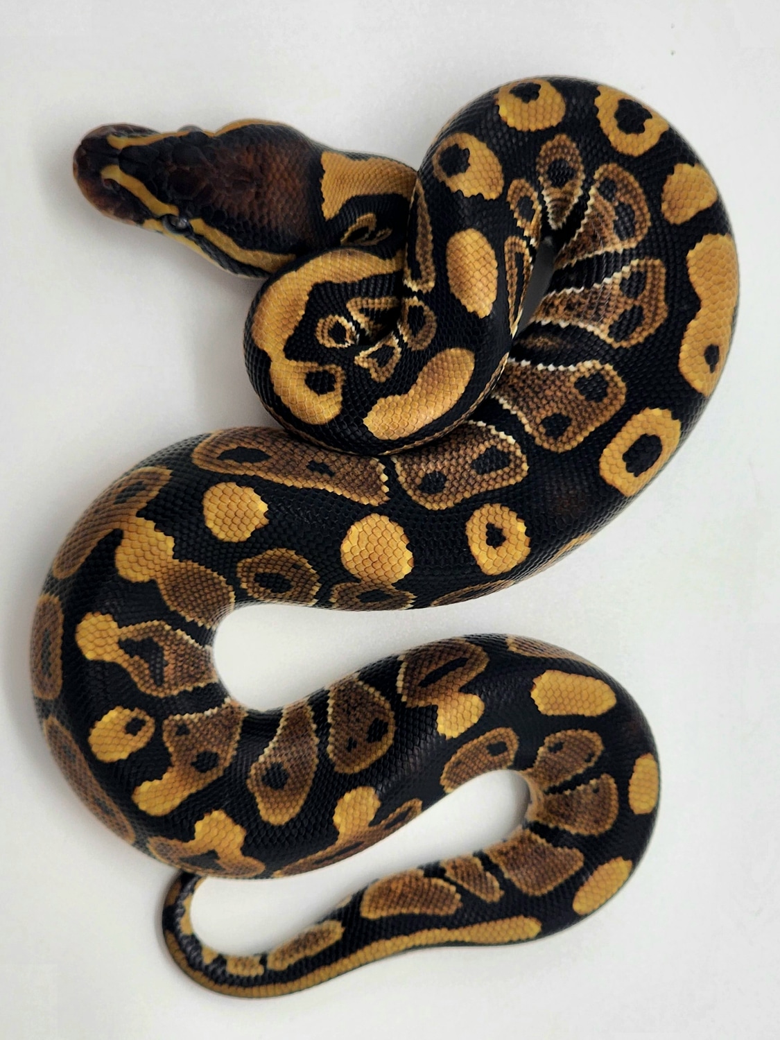Normal Male Ball Python by Eht's Pets - MorphMarket